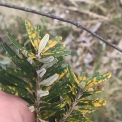 Banksia marginata at Tennent, ACT - 3 Oct 2021