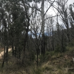 Banksia marginata at Tennent, ACT - 3 Oct 2021