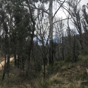 Banksia marginata at Tennent, ACT - 3 Oct 2021