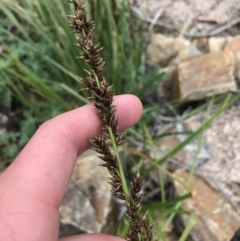 Carex appressa (Tall Sedge) at Namadgi National Park - 3 Oct 2021 by Tapirlord