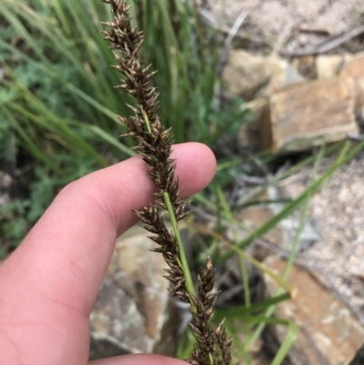 Carex appressa (Tall Sedge) at Namadgi National Park - 3 Oct 2021 by Tapirlord