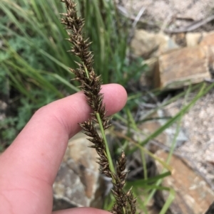 Carex appressa at Tennent, ACT - 3 Oct 2021