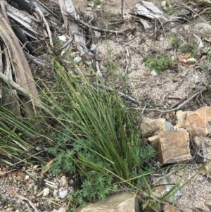 Carex appressa at Tennent, ACT - 3 Oct 2021