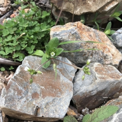 Cerastium vulgare (Mouse Ear Chickweed) at Tennent, ACT - 3 Oct 2021 by Tapirlord