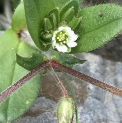 Cerastium vulgare at Tennent, ACT - 3 Oct 2021