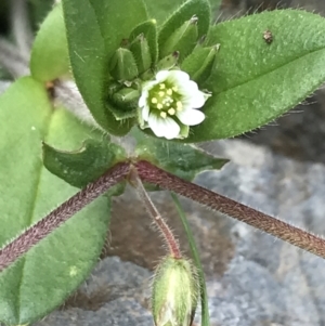 Cerastium vulgare at Tennent, ACT - 3 Oct 2021