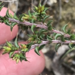 Pultenaea procumbens (Bush Pea) at Namadgi National Park - 3 Oct 2021 by Tapirlord