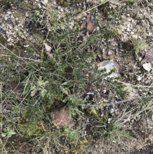 Pultenaea procumbens at Tennent, ACT - 3 Oct 2021