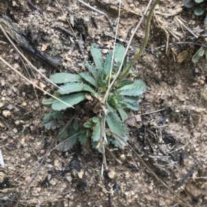 Brachyscome spathulata at Tennent, ACT - 3 Oct 2021 03:23 PM