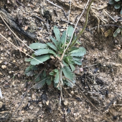 Brachyscome spathulata (Coarse Daisy, Spoon-leaved Daisy) at Tennent, ACT - 3 Oct 2021 by Tapirlord