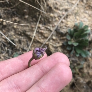 Brachyscome spathulata at Tennent, ACT - 3 Oct 2021 03:23 PM