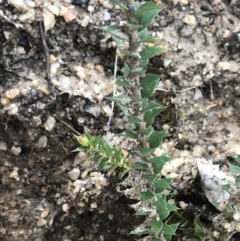 Epacris breviflora at Tennent, ACT - 3 Oct 2021
