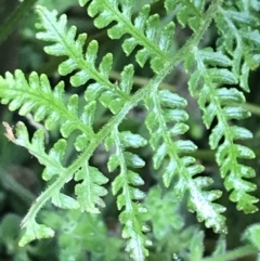 Pteris tremula (Tender Brake) at Tennent, ACT - 3 Oct 2021 by Tapirlord