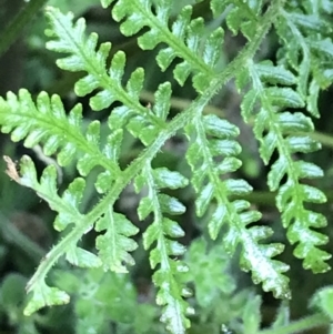 Pteris tremula at Tennent, ACT - 3 Oct 2021