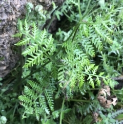 Pteris tremula at Tennent, ACT - 3 Oct 2021