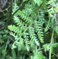 Pteris tremula at Tennent, ACT - 3 Oct 2021