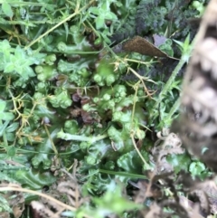 Marchantia sp. (genus) (A Liverwort) at Namadgi National Park - 3 Oct 2021 by Tapirlord