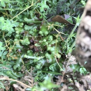 Marchantia sp. (genus) at Tennent, ACT - 3 Oct 2021