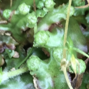 Marchantia sp. (genus) at Tennent, ACT - 3 Oct 2021