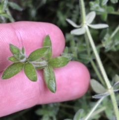 Galium polyanthum (Rockpile Bedstraw) at Tennent, ACT - 3 Oct 2021 by Tapirlord