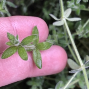 Galium polyanthum at Tennent, ACT - 3 Oct 2021 12:55 PM