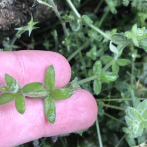 Galium polyanthum at Tennent, ACT - 3 Oct 2021 12:55 PM