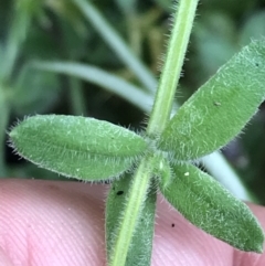 Galium polyanthum at Tennent, ACT - 3 Oct 2021 12:55 PM