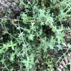 Galium polyanthum at Tennent, ACT - 3 Oct 2021 12:55 PM