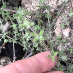 Galium polyanthum (Rockpile Bedstraw) at Tennent, ACT - 3 Oct 2021 by Tapirlord