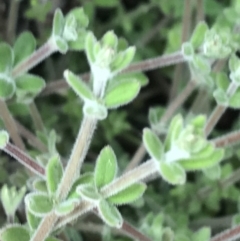 Galium polyanthum at Tennent, ACT - 3 Oct 2021