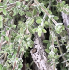 Galium polyanthum at Tennent, ACT - 3 Oct 2021