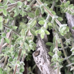 Galium polyanthum at Tennent, ACT - 3 Oct 2021 12:53 PM