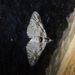 Phrissogonus laticostata (Apple looper moth) at Conder, ACT - 7 Oct 2021 by michaelb