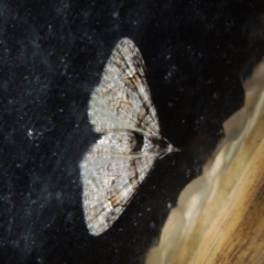 Phrissogonus laticostata at Conder, ACT - 7 Oct 2021 08:32 PM