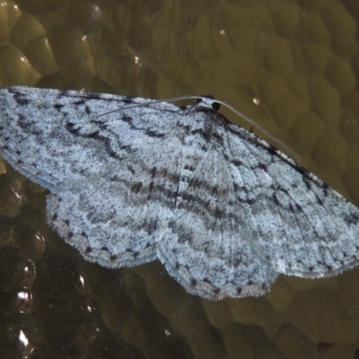 Psilosticha absorpta (Fine-waved Bark Moth) at Conder, ACT - 2 Oct 2021 by MichaelBedingfield