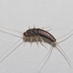 Lepismatidae (family) at Evatt, ACT - 7 Oct 2021