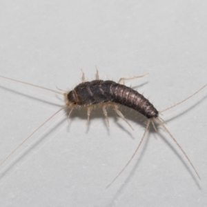 Lepismatidae (family) at Evatt, ACT - 7 Oct 2021