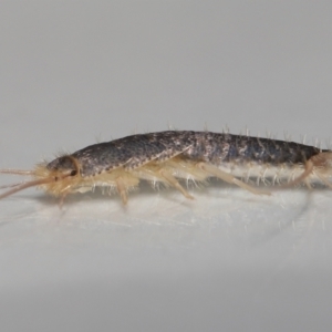 Lepismatidae (family) at Evatt, ACT - 7 Oct 2021