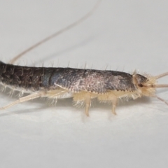 Lepismatidae (family) at Evatt, ACT - 7 Oct 2021