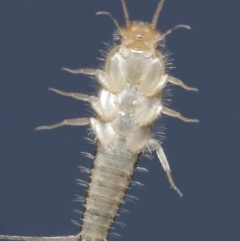 Lepismatidae (family) at Evatt, ACT - 7 Oct 2021