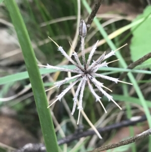 Oreomyrrhis eriopoda at Tennent, ACT - 3 Oct 2021