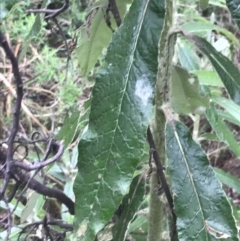 Bedfordia arborescens (Blanket Bush) at Tennent, ACT - 3 Oct 2021 by Tapirlord