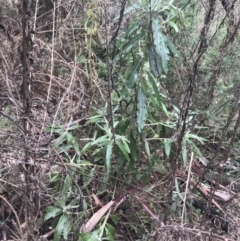 Bedfordia arborescens at Tennent, ACT - 3 Oct 2021 03:07 PM