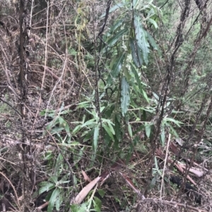 Bedfordia arborescens at Tennent, ACT - 3 Oct 2021 03:07 PM