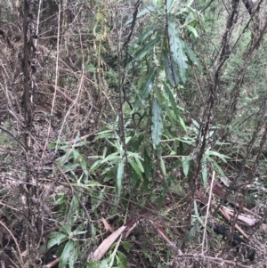 Bedfordia arborescens at Tennent, ACT - 3 Oct 2021 03:07 PM