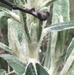 Bedfordia arborescens at Tennent, ACT - 3 Oct 2021 03:07 PM