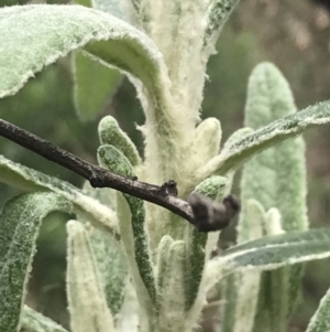 Bedfordia arborescens at Tennent, ACT - 3 Oct 2021 03:07 PM