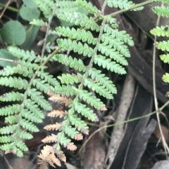 Dicksonia antarctica (Soft Treefern) at Tennent, ACT - 3 Oct 2021 by Tapirlord