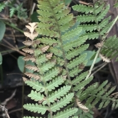 Dicksonia antarctica at Tennent, ACT - suppressed