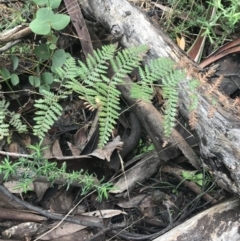 Dicksonia antarctica at Tennent, ACT - suppressed